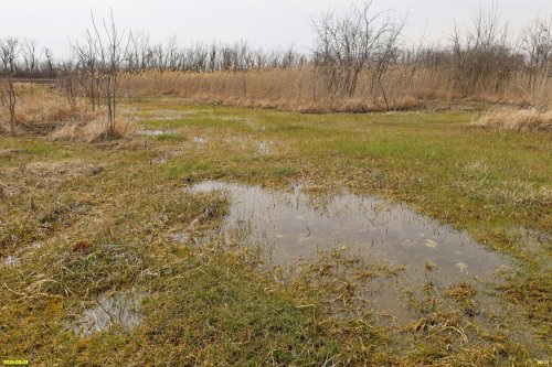 Болотина в перспективной ООПТ Старомышастовская падина