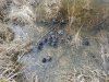 Прошлогодние коробочки лотоса в перспективной ООПТ Старомышастовская падина