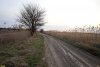 Шелковица в перспективной ООПТ Верховья Косатой балки