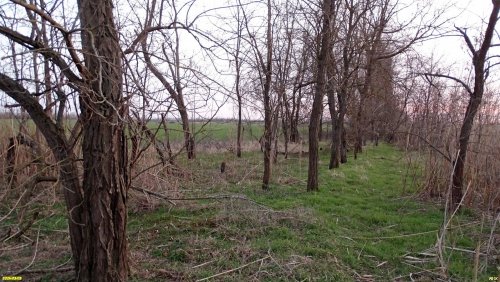 Роща робинии лжеакации в перспективной ООПТ Сулинская падина