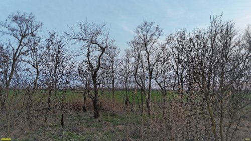 Роща робинии лжеакации в перспективной ООПТ Сулинская падина