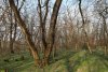 Ясень обыкновенный в перспективной ООПТ Урожайный лес