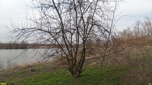 Река Зеленчук 1-й в перспективной ООПТ Первозеленчукская роща; на берегу яблоня