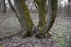 Вяз гладкий в перспективной ООПТ Синюгинский лес