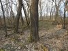 Дуб черешчатый в перспективной ООПТ Синюгинский лес