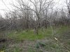 Орех грецкий в перспективной ООПТ Скобелевская лесостепь