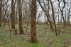 Гледичия трёхколючковая в перспективной ООПТ Роща на левом берегу Синюги