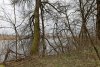 Перспективная ООПТ Роща на левом берегу Синюги