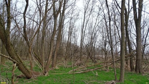 Робиния лжеакация в перспективной ООПТ Синюгинское перелесье