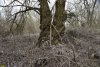 Старая ива в перспективной ООПТ Синюгинское перелесье