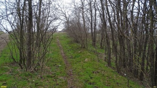 Клён ясенелистный в перспективной ООПТ Аллея у озера Палашка (расширение)