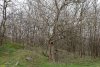 Гледичия трёхколючковая в перспективной ООПТ Аллея у озера Палашка (расширение)
