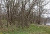 Гледичия трёхколючковая в перспективной ООПТ Аллея у озера Палашка (расширение)