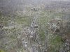 Бодяк в перспективной ООПТ Красносельский пойменный луг