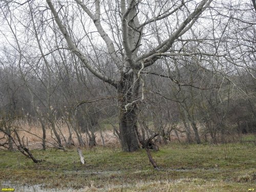 Тополь белый в перспективной ООПТ Красносельский пойменный луг
