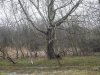 Тополь белый в перспективной ООПТ Красносельский пойменный луг