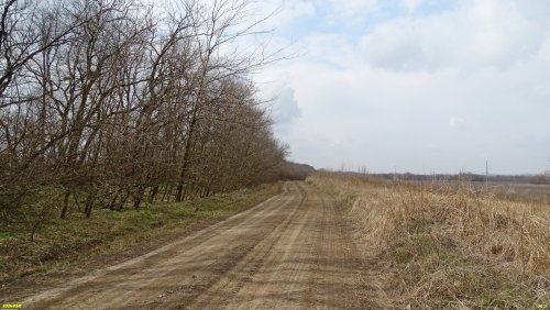 Лесополоса из гледичии трёхколючковой, робинии лжеакации и ясеня пенсильванского в перспективной ООПТ Синюгинский косогор