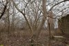 Орех грецкий, бузина чёрная, шелковица в перспективной ООПТ Старая водонапорная башня