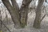 Старое (около 50 лет) дерево шелковицы в перспективной ООПТ Старая водонапорная башня