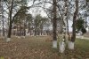 Сосна обыкновенная, берёза повислая, платан восточный, каштан конский в перспективной зелёной зоне в посёлке Кубань (2)