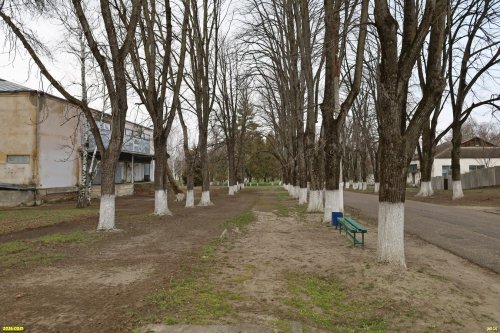 Липовая аллея, каштан конский и берёза повислая в перспективной зелёной зоне в посёлке Кубань (3)