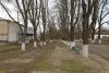 Липовая аллея, каштан конский и берёза повислая в перспективной зелёной зоне в посёлке Кубань (3)