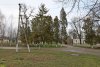 Тополь бальзамический либо итальянский, туя восточная, липа, сосна пятихвойная в перспективной зелёной зоне в посёлке Кубань (4)