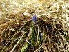 Мускари (гадючий лук, мышиный гиацинт) на Гипсовой горе