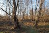 Ольха серая на озеленённой территории в посёлке Псебай