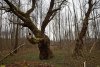 Ивы возрастом 50-60 лет в Солёновском лесу