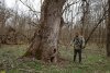 Природная территория Лес в устье реки Солёной: тополь чёрный в несколько обхватов возрастом 60-70 лет