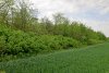Перспективная ООПТ Расцветский лес (Кавказский район)