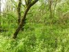Перспективная ООПТ Расцветский лес (Кавказский район)
