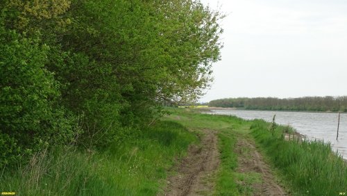 Перспективная ООПТ Камышевахкие лесокустарниковые рощи