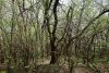 Перспективная ООПТ Камышевахская роща