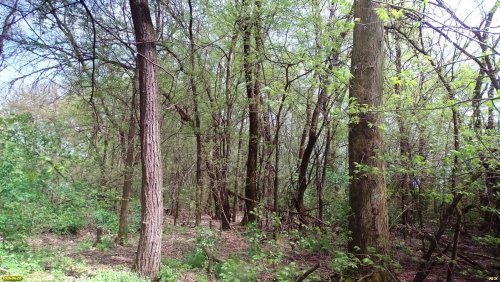 Перспективная ООПТ Камышевахская роща