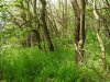Перспективная ООПТ Ловлинский лес