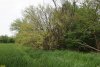 Перспективная ООПТ Ловлинская лесокустарниковая роща