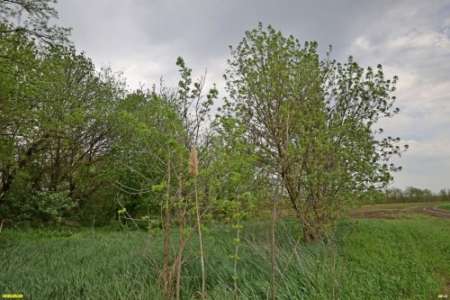 Перспективная ООПТ Ловлинский колок
