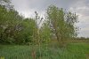 Перспективная ООПТ Ловлинский колок