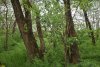 Перспективная ООПТ Ловлинский колок
