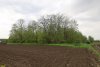 Перспективная ООПТ Ловлинский колок