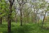 Перспективная ООПТ Ловлинский парк