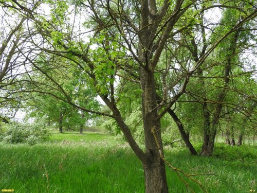 Перспективная ООПТ Каламбетский берег Кубани