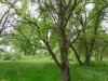 Перспективная ООПТ Каламбетский берег Кубани