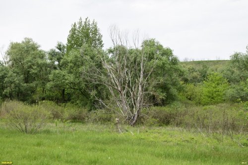 Перспективная ООПТ Каламбетский берег Кубани