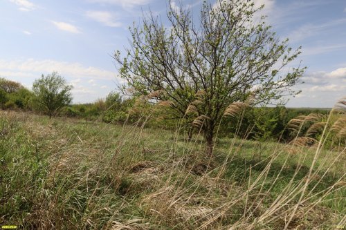 Перспективная ООПТ Леоновский байрачный лес