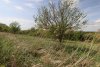 Перспективная ООПТ Леоновский байрачный лес