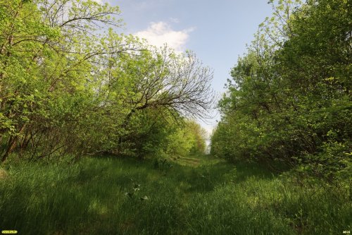 Перспективная ООПТ Леоновский байрачный лес