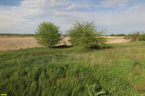 Перспективная ООПТ Каламбетская старица